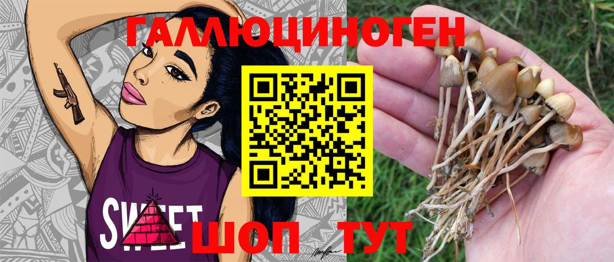 Псилоцибиновые грибы Psilocybine cubensis  Лабытнанги 